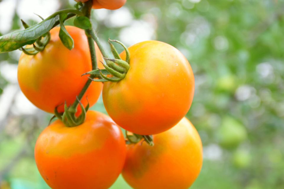 ������� ������, ������� ����� �����������: �������� ������ �����