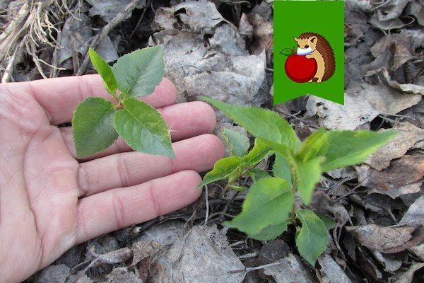 ����������� ������� ������ � �������� �������� �� ����� �������