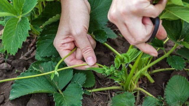 ��� ����� ���������� ��������: ������� ���������� ����