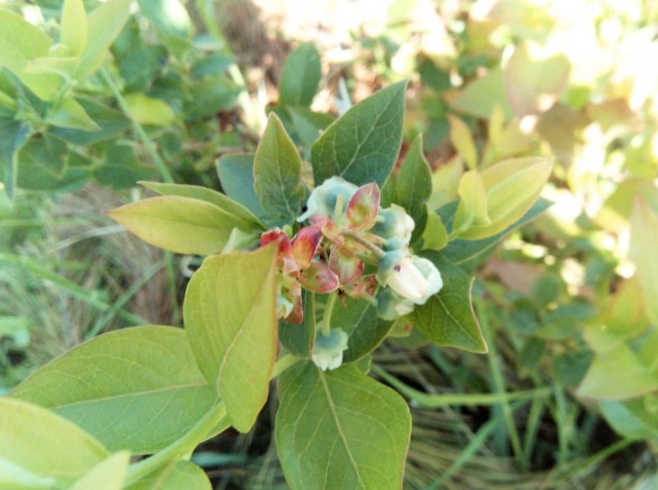 ��� �������� �������� �� ������ �������: ������ � ������������