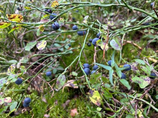 Черника на первом месте: лесные находки этого лета