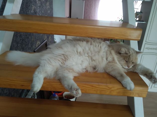 Кошачий фитнес и SPA: создаём идеальное пространство для хвостика