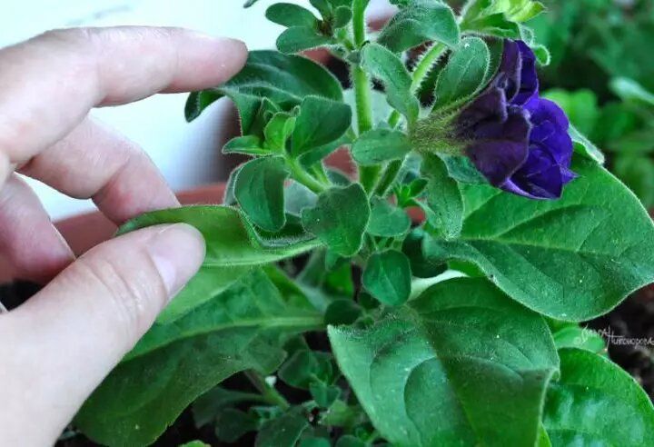 ������� ��������� �������: ��� ��������� ���������� � ��������� �� ������� � �������� ������