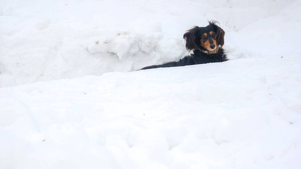 Кабмин России одобрил законопроект о конфискации животных у жестоких владельцев