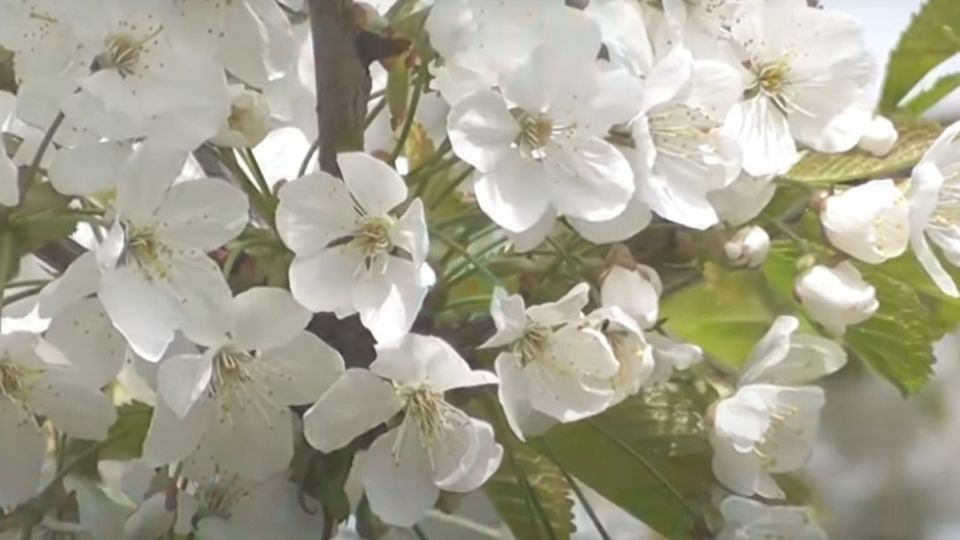 ���� ������� ����� �����: �������� ������� � ������ �� �������� ������