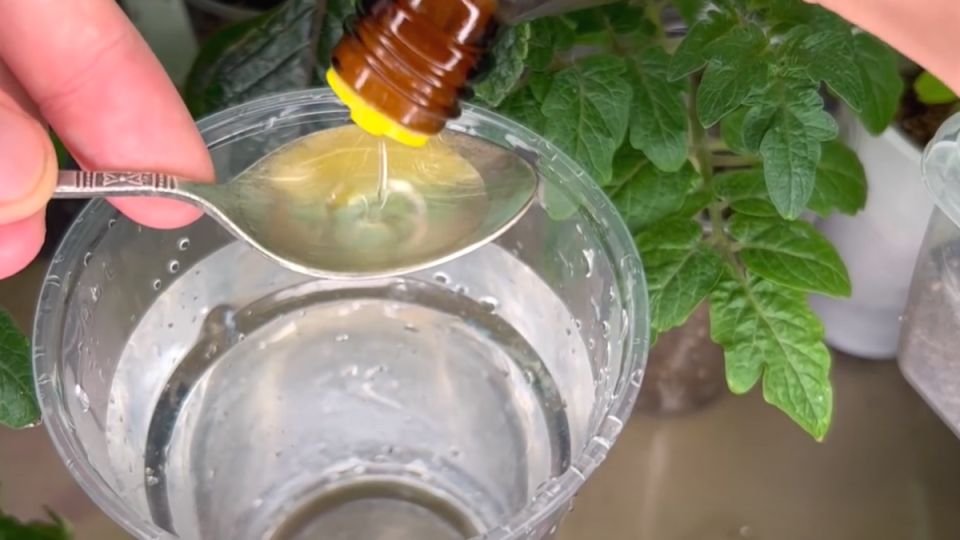 ��� ������ ������ ������� �� �����������: ������� ����������