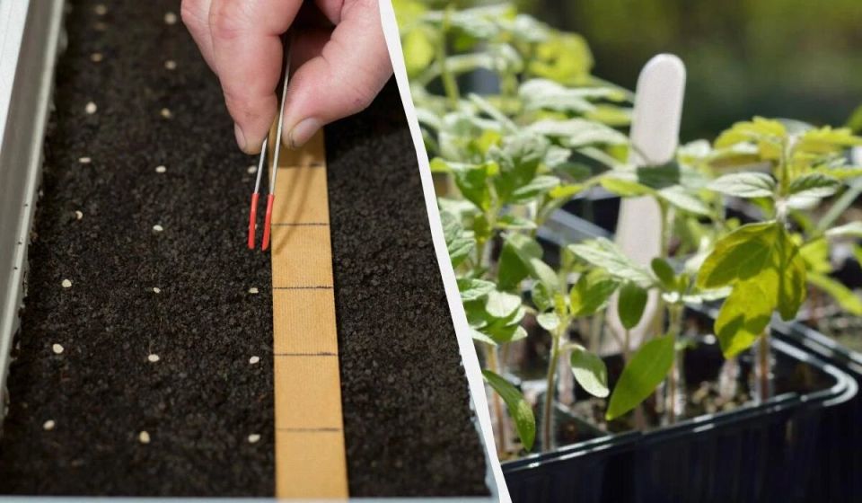 ��� �������� ����������� �����: ��������� � ����������� ������