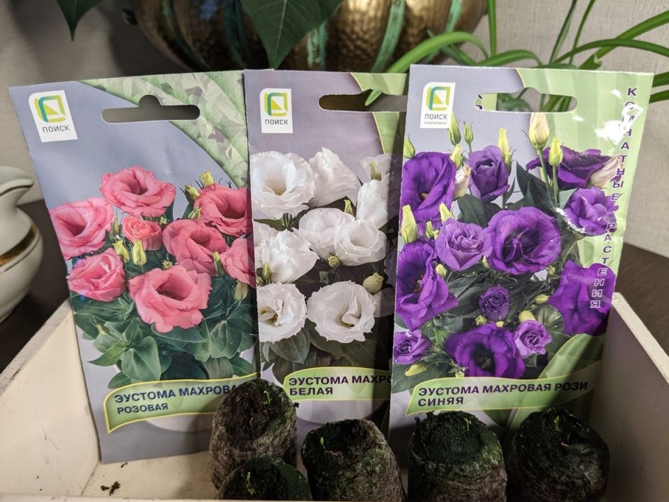 Удивительная эустома: не так страшен черт, как его малюют