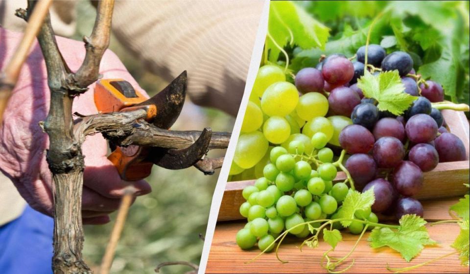 Весеннее обрезание винограда: секреты большего урожая