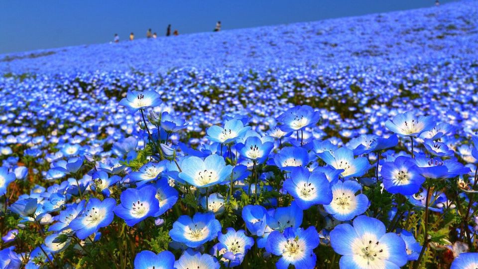 Растения для темных уголков: как ухаживать за немофилами