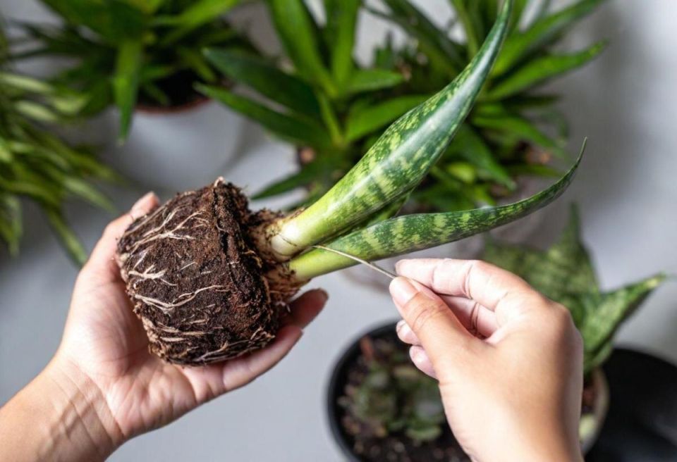 ��������, ������� ��������� ����� � ������� � ��� ���