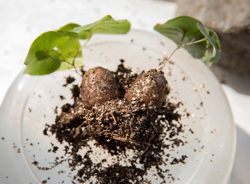 Невероятная диоскорея слоновая: диковинка для вашего подоконника