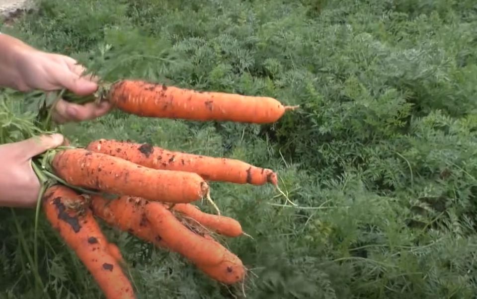 ��� ������ ����� �������: ������ �������� ��� ������ �������