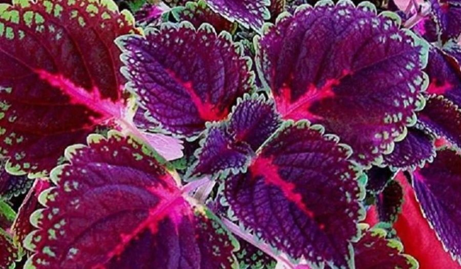 Выращивание колеуса: посев, уход и сорта