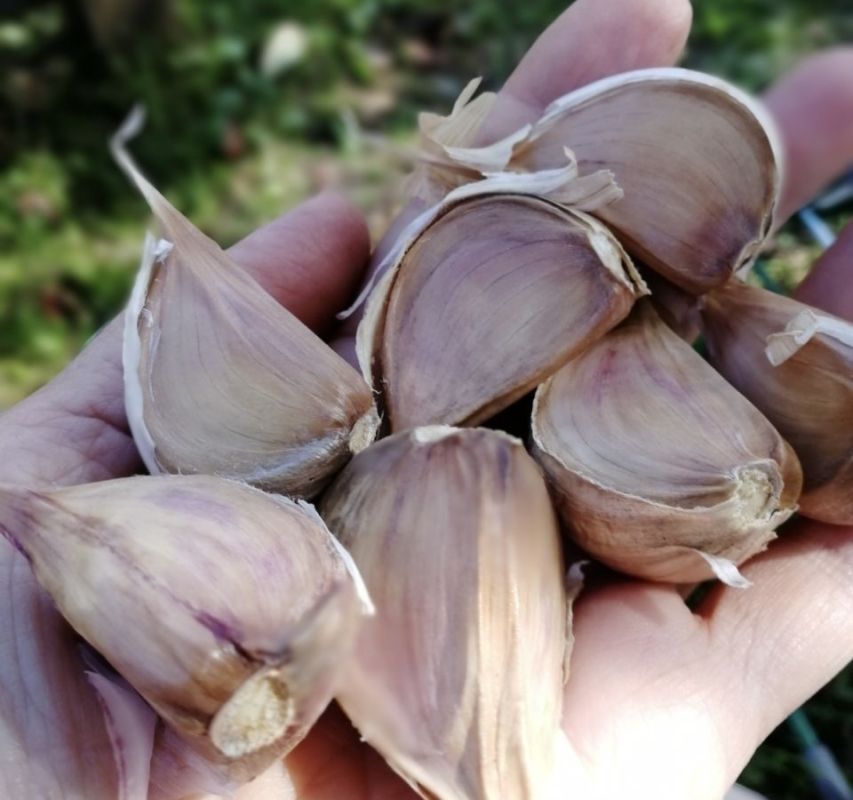 Как правильно посадить озимый чеснок: советы для успешного урожая