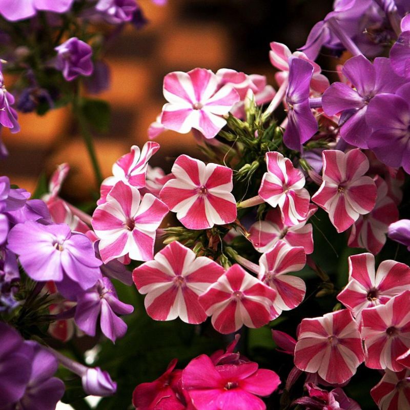 Как вдохнуть жизнь в ваш сад с флоксовыми эффектами