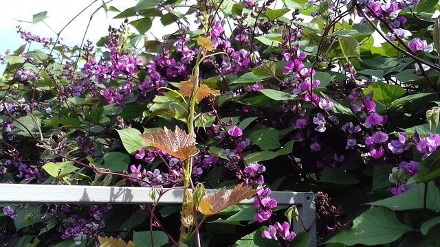 Долихос: зеленое чудо, которое преобразит ваш сад